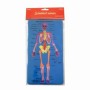 Set Didactic Scheletul Uman 6 Buc